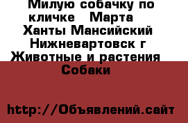Милую собачку по кличке: “Марта“! - Ханты-Мансийский, Нижневартовск г. Животные и растения » Собаки   